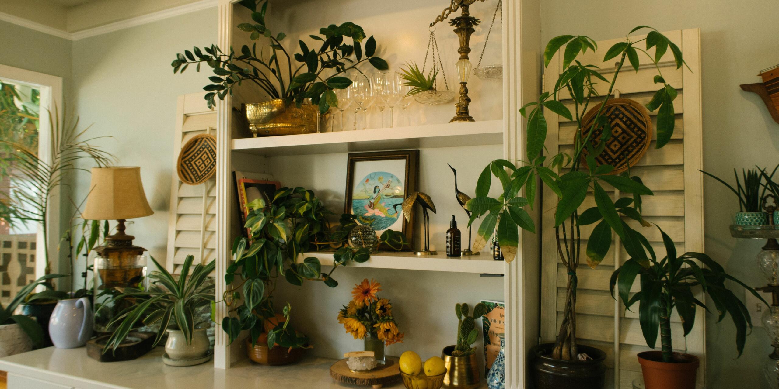 5 Best Air-Purifying Plants To Buy In The Summers