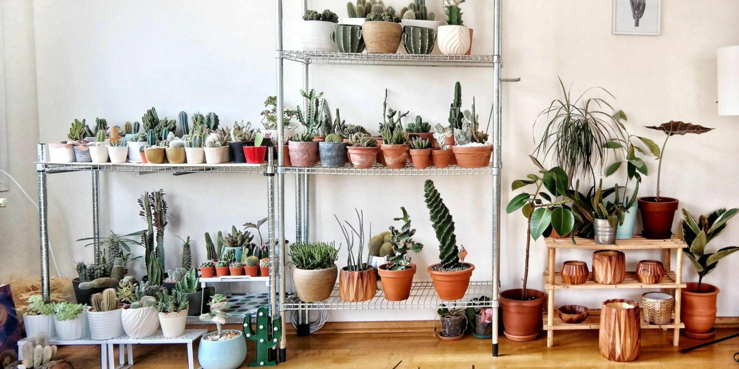 5 Best Cacti and Succulents to Buy in Monsoons