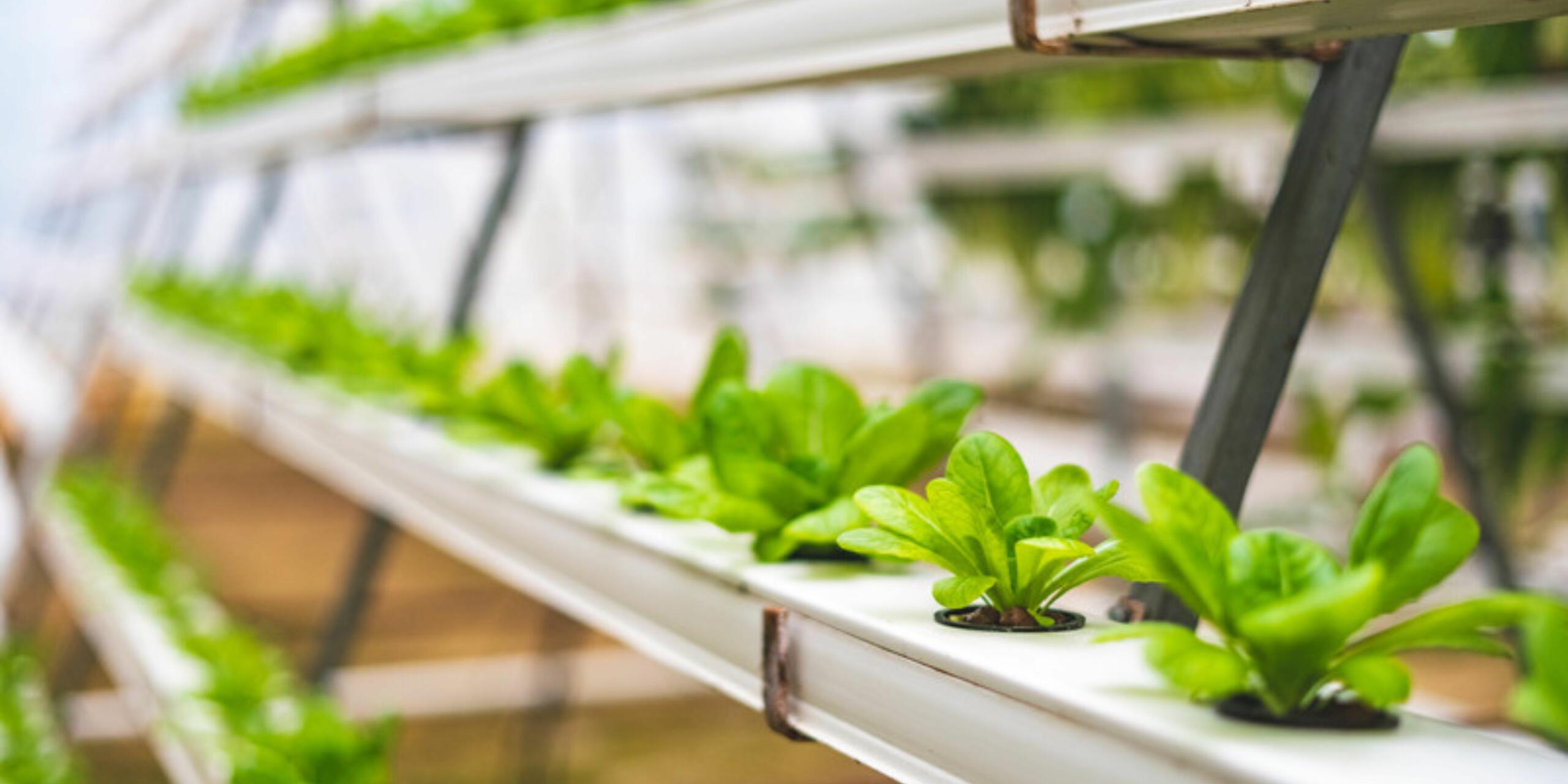 Exploring Organic Hydroponics: Growing Plants Without Soil