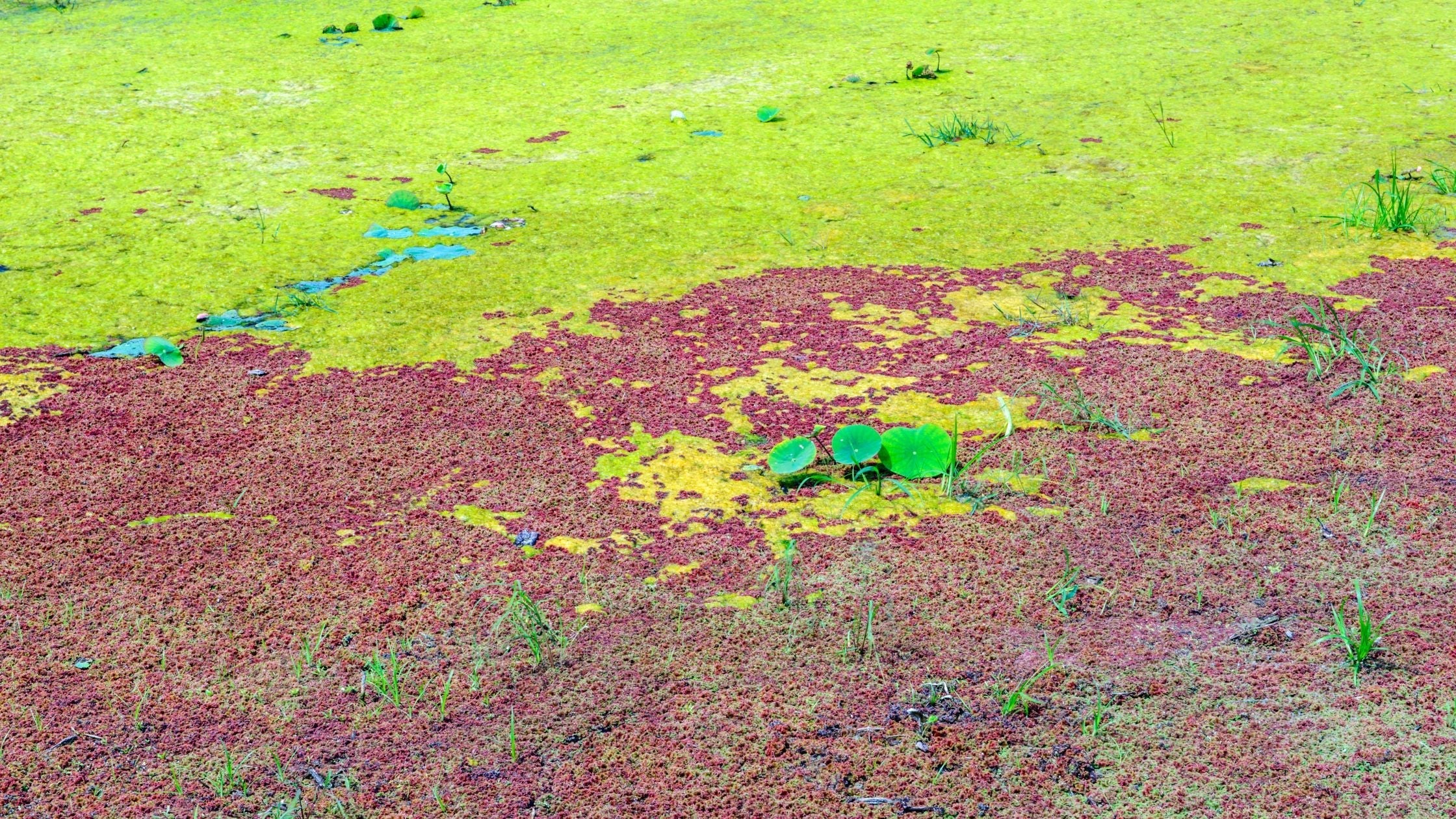 Why Azolla is called Duckweed?