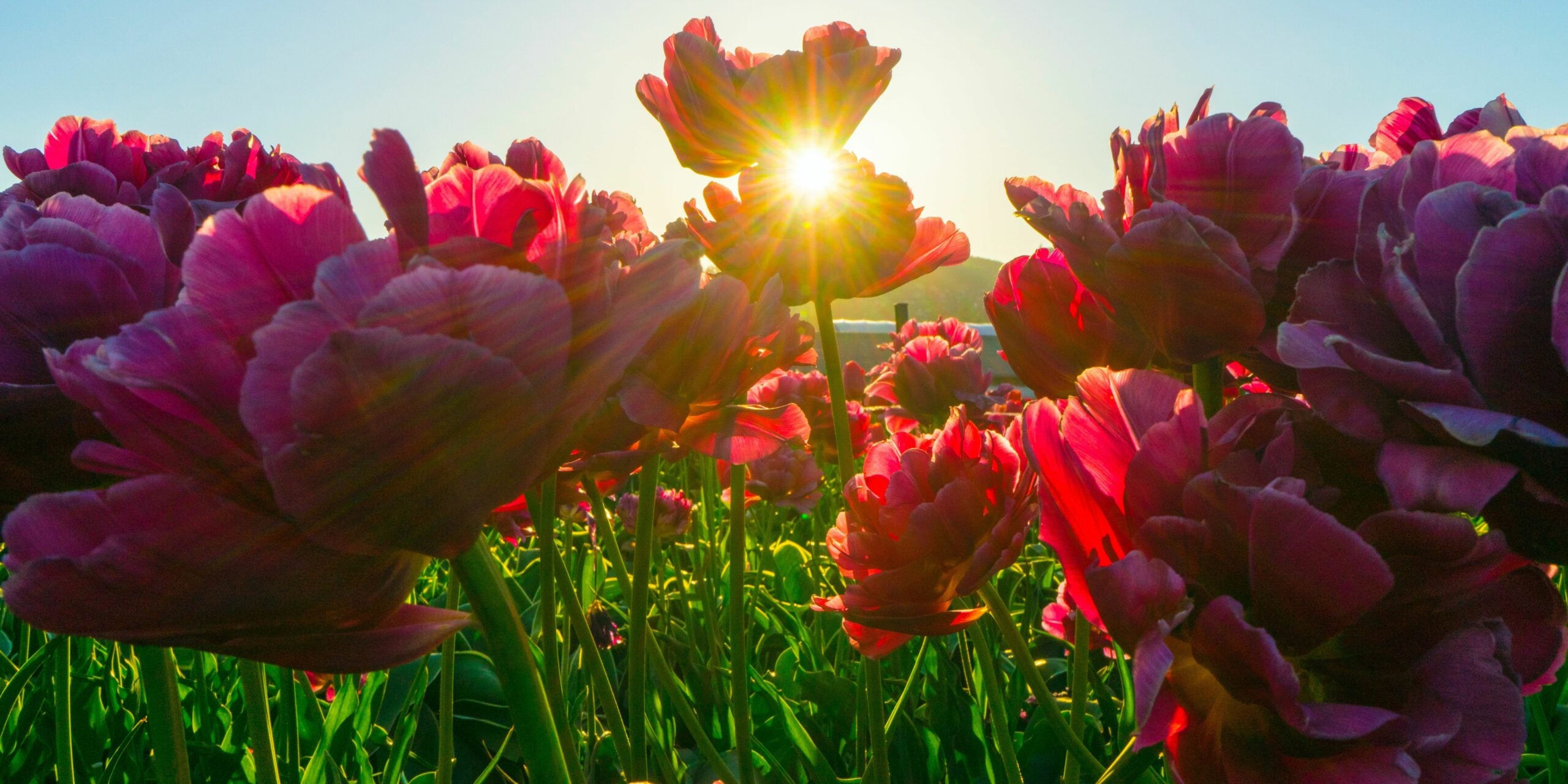 How to Give Special Care to Plants During Hot Summer Days?