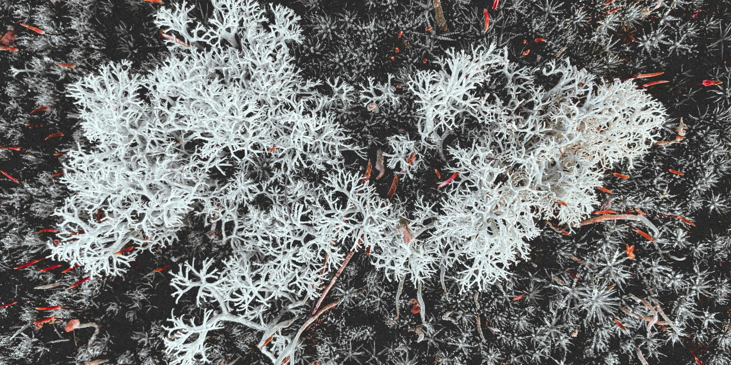 How To Give Special Care To Plants During Chilling Winter Days