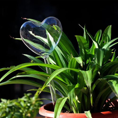 Self Watering Heart spike kept in a pot with a plant.