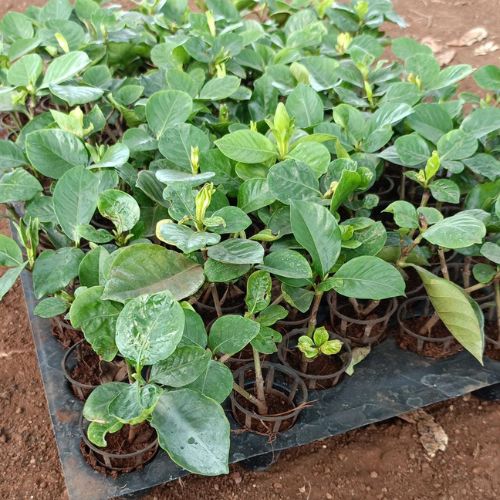 Gardenia Ananta Plant Sapling (1pc)