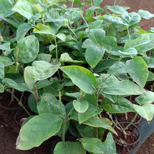 Arabian Jasmine Plant Sapling (1pc)