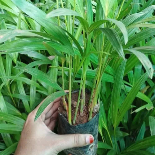 Areca Palm Sapling