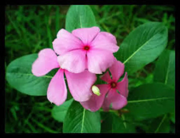 This is an image of tiny pink colored Vincarosa flowers with green leaves with greenery in background.