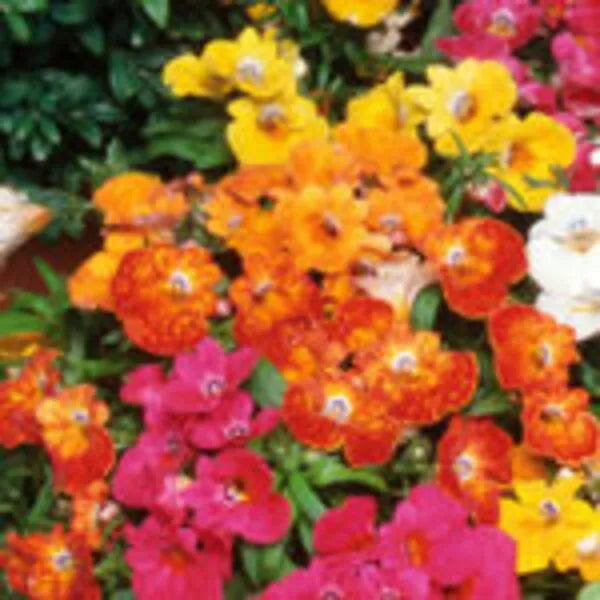 This is an image of multiple Nemesis Mixed Flowers of various colors with green leaves in background.