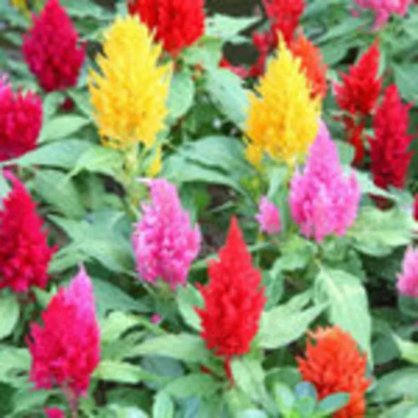 This is an image of Celosia Pulmosa flowers of different colors along with green leaves.