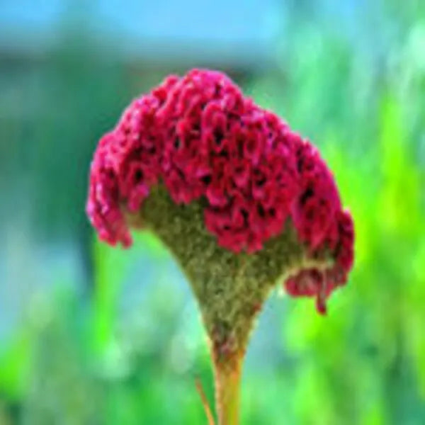 Cockscomb Mixed Seeds