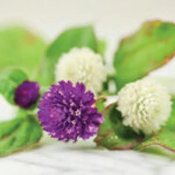 Gompherena Seeds