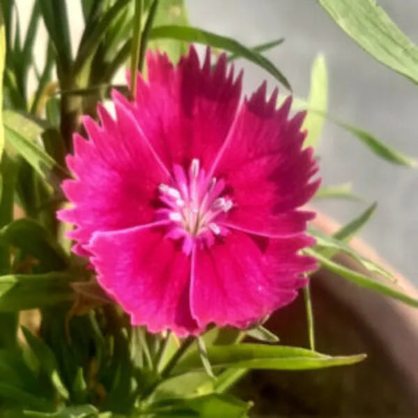 Image of an Sweet William flower