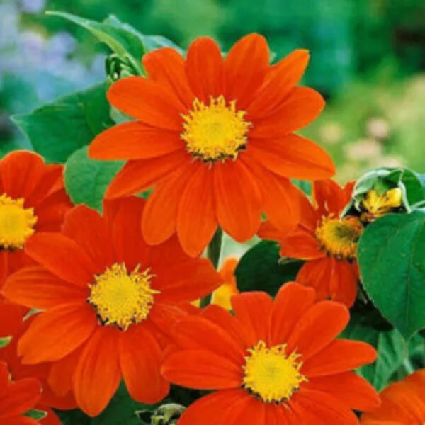Orannge Tithonia flowers appearing like sunflower.