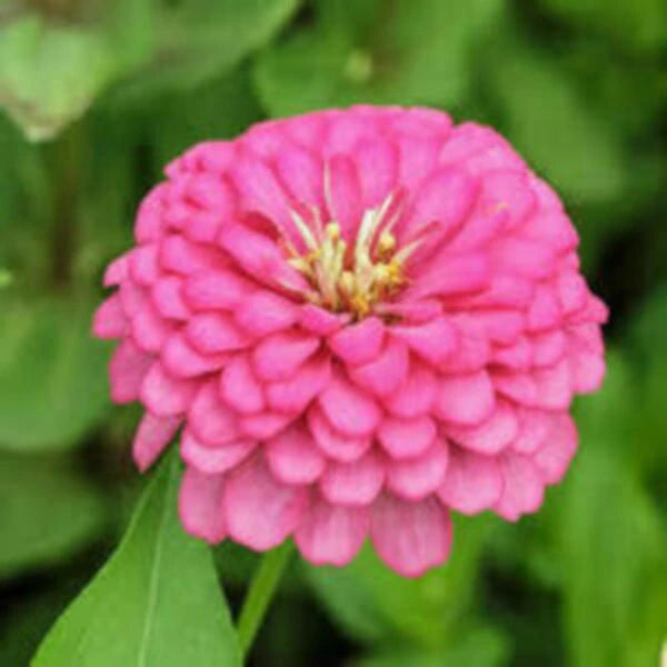 Zinnia Pink flower