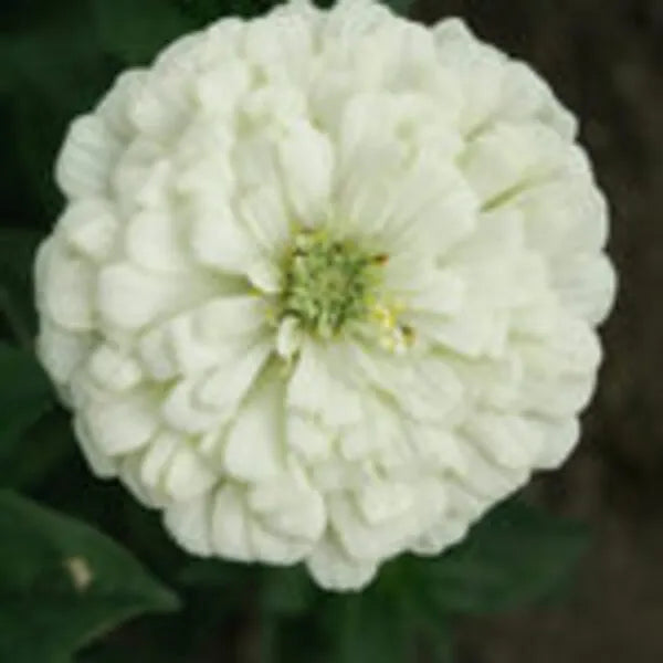Zinnia Flower