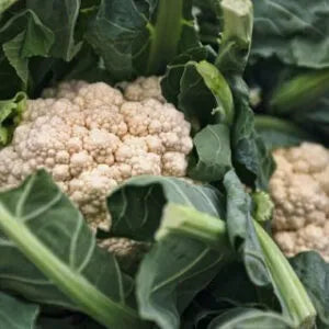Several cream white cauliflower with green leaves kept in a heap