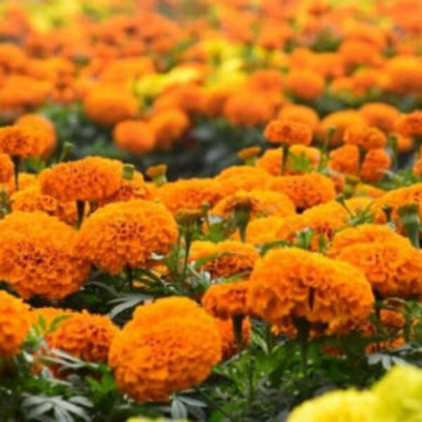 Beautiful Orange colored French Marigold flowers in a garden