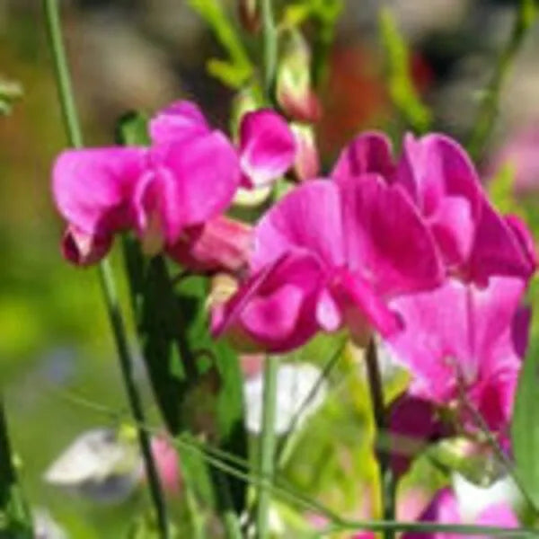 Image of an Sweet Pea Flower
