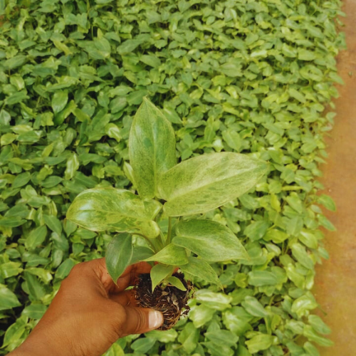 Philodendron Paraiso Verde Plant Sapling(1pc)