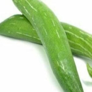 Long curved green snake gourds kept against a white background