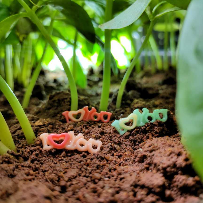 This is an image of lovely colorful Miniature I Love You Toys kept on soil with some plants in the background.