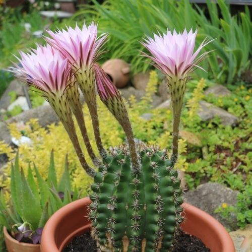 Echinopsis oxygona plant (1pc)
