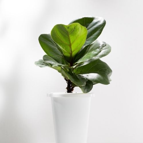Dwarf Fiddle Leaf Fig Plant Sapling (1pc)