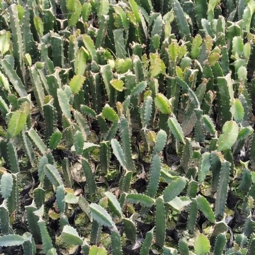 Dragon Fruit Sapling (1pc)