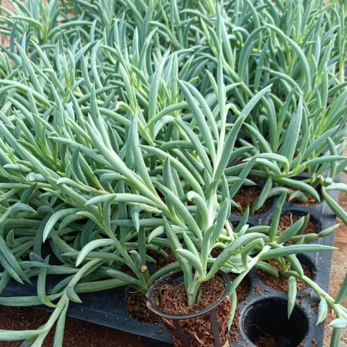 Multiple planter together in a garden