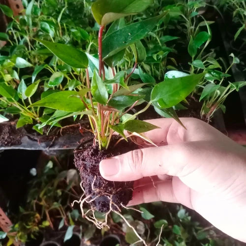 Anthurium Chocolate Plant Sapling (1pc)