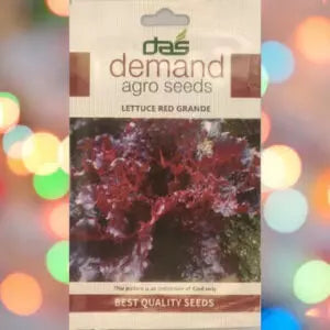 A red white packet of Demand Agro Lettuce Red Grande Seeds kept against a colourful light background