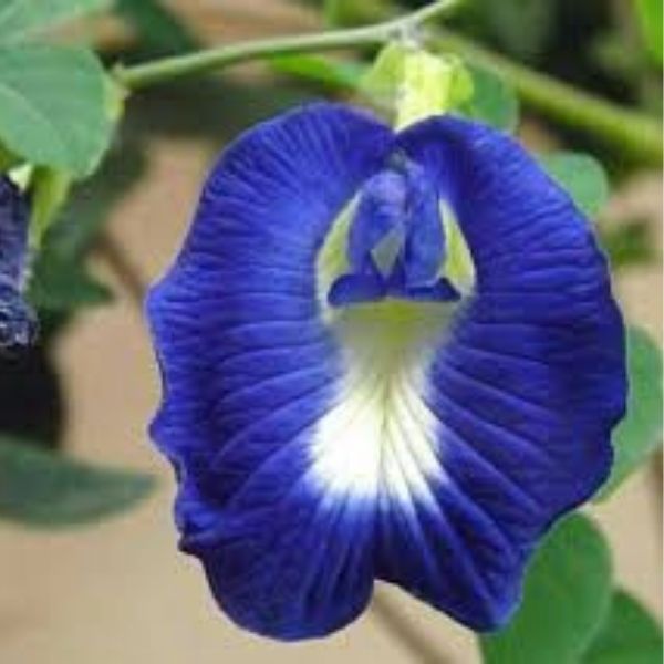 A beautifully grown Aparajita Blue Pea flower with some leaves in the background