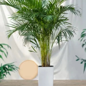 Areca Palm Seeds (3 Seed)