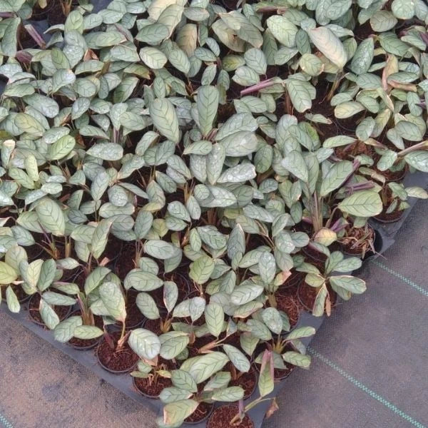 A young Calathea Never-Never Plant Sapling in a seedling tray with several similar saplings.