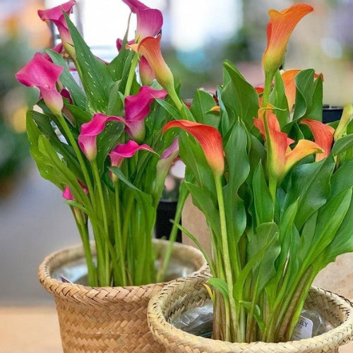 Calla Lily Bulb (1pc)