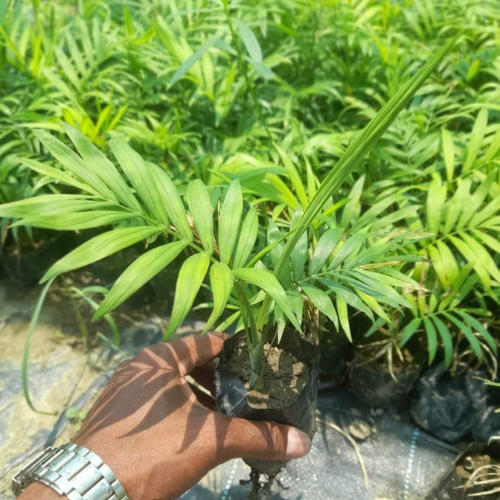 Chamaedorea Elegans Palm Plant Sapling (1pc)