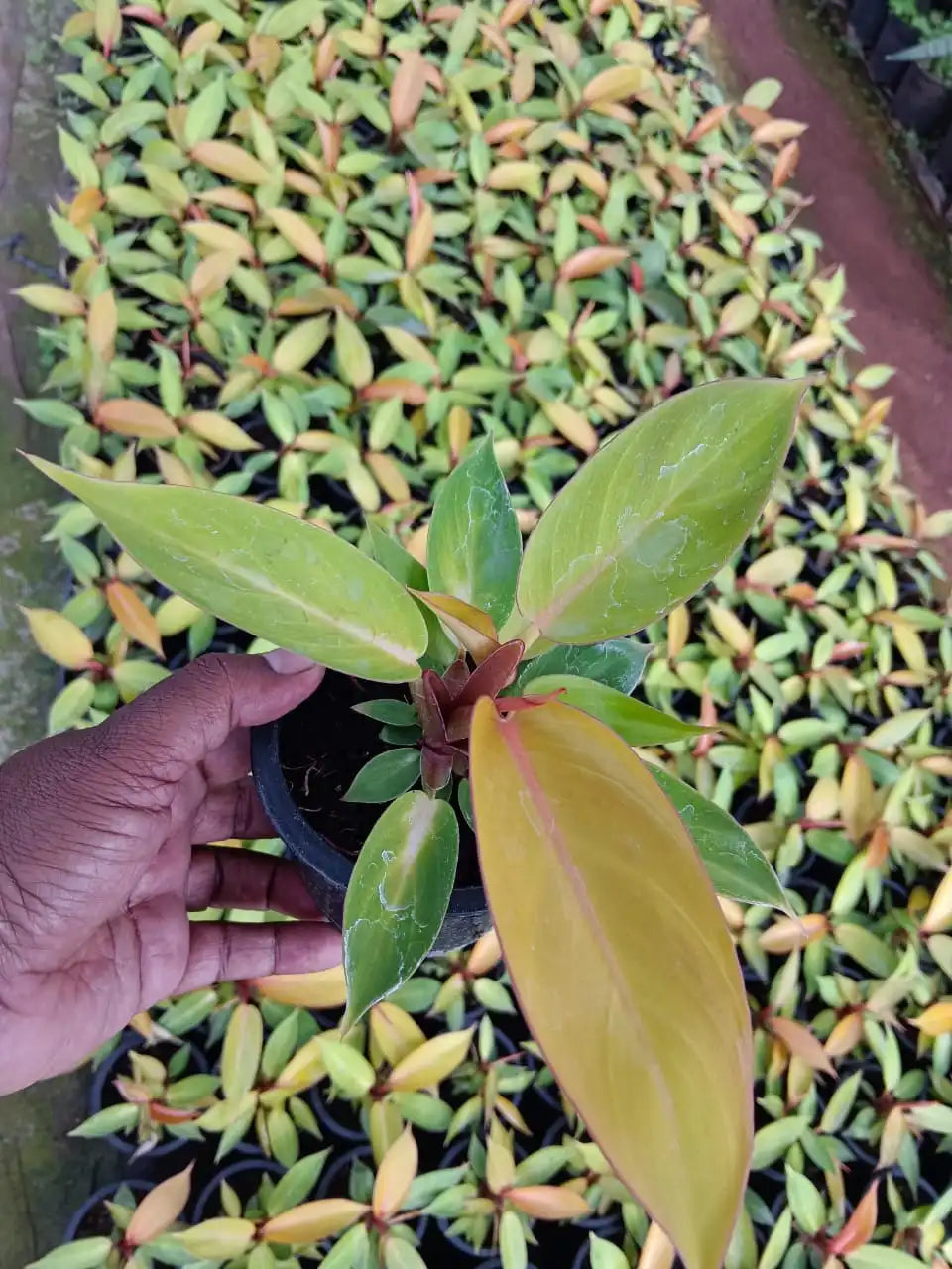 Philodendron Cherry Red Plant Sapling(1Pc)