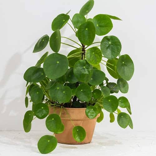 Chinese Money Plant Sapling