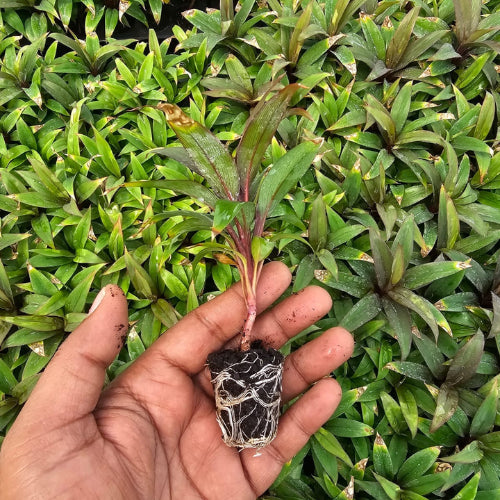 Cordyline Brown Plant Sapling (1Pc)