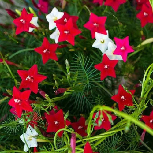 Cypress Vine Mix Color Flower