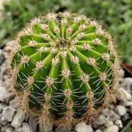 Echinopsis oxygona plant (1pc)