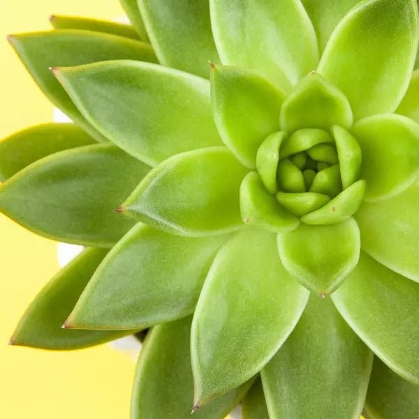 laxmi kamal Haworthia Succulent plant green leaves on yellow background