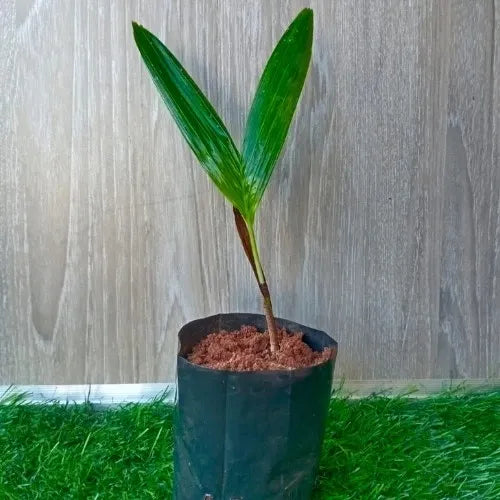 Mirchi Meri Green Palm Plant Sapling (1pc)