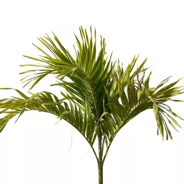 This is an image of Mirchi Meri Green Palm Plant kept against white color background.