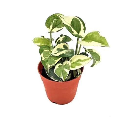 N'joy Money Plant Sapling