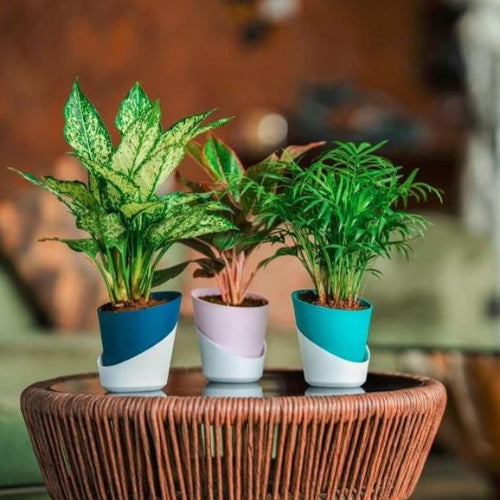 Oval Self Watering Pots
