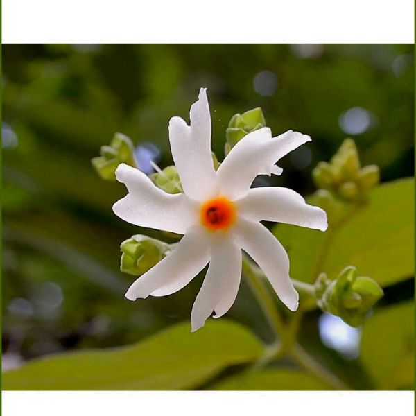 Tiny white colored star shaped Parjit Harsingar flowers