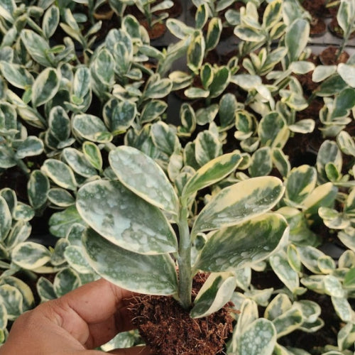 Pedilanthus Variegated Jurassic Park Plant Sapling(1Pc)