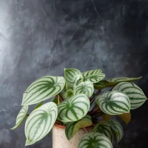 Peperomia Watermelon Plant Sapling (1pc)