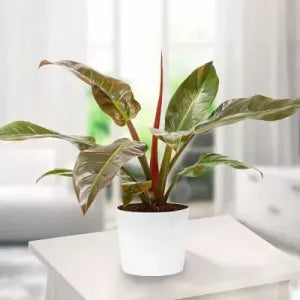 Philodendron Red Plant Sapling (1pc)